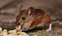 24 Hour & Emergency Exterminators in Perry, SC